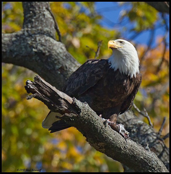 _2SB7332 bald eagle eating fish.jpg